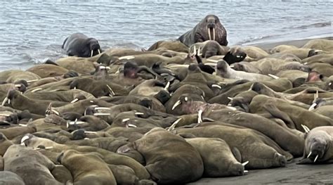 Lours Polaire Et Des Morses Au Svalbard