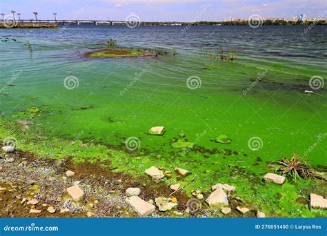 Water Pollution By Blooming Blue Green Algae Is World Environmental