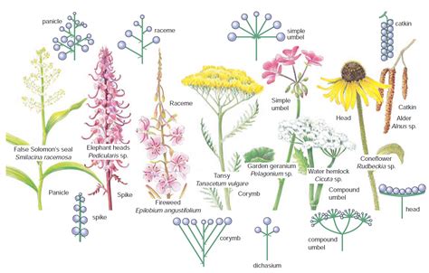 Ciencias De Joseleg Angiospermas Ii Anatom A De Las Flores