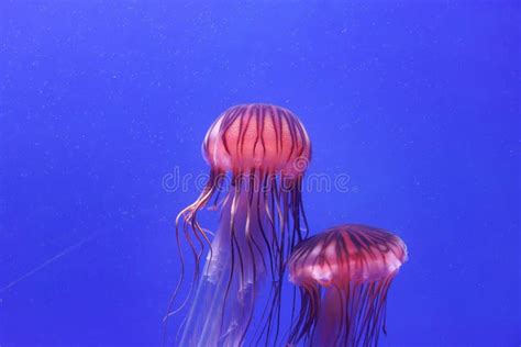 Beautiful Pink Jellyfish Swimming in Blue Aquarium Stock Photo - Image ...