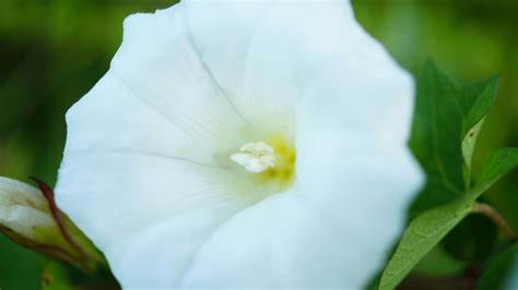 morning glory meaning flower 7