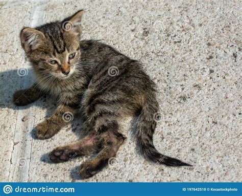 Gatto Domestico Adorabile Gatto Di Strada Ritratto Di Un Gatto