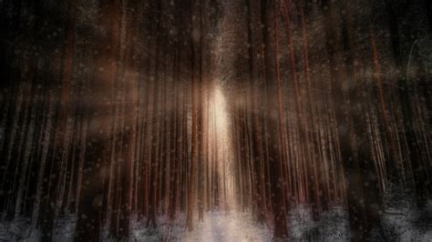 Winter forest Wallpaper 4K, Sunlight, Snowfall, 5K