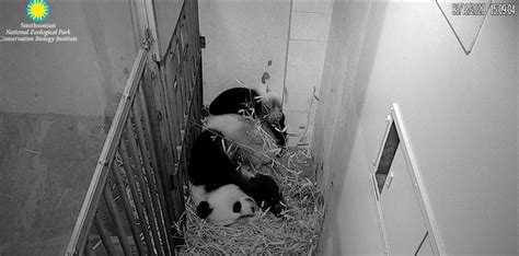 National Zoo shares giant-panda ultrasound as mama prepares to give ...