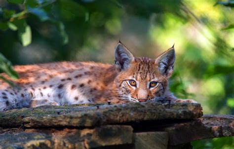 Wallpaper Look Face Pose Lies Lynx Wild Cat For Mobile And Desktop