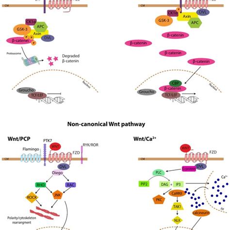 Canonical And Non Canonical Wnt Signalling Download Scientific Diagram