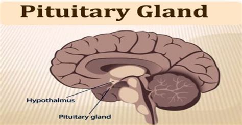 Pituitary Gland - Assignment Point