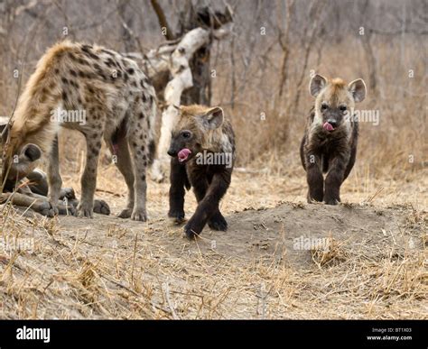 Hyena cubs hi-res stock photography and images - Alamy