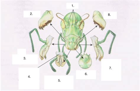 Grasshopper Mouthparts Diagram Quizlet