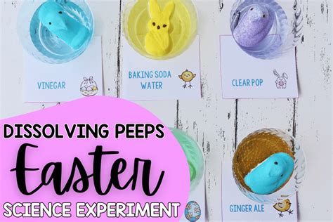 Easter Science Experiment Dissolving Easter Peeps Teaching With