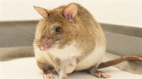 African Giant Pouched Rat Image Eurekalert Science News Releases