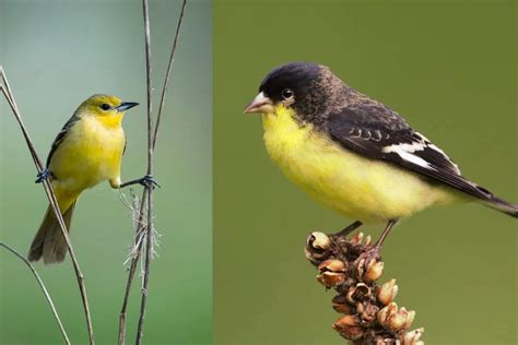 Yellow Birds In Texas With Photos Bird Feeder Hub