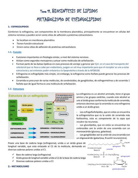 Bios Ntesis De L Pidos Y Metabolismo De Esfingol Pidos