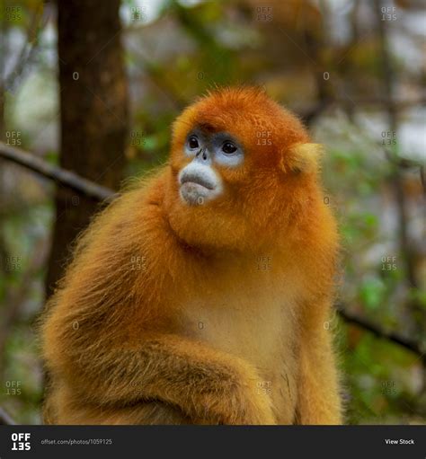 Golden monkeys - Photo from the Offset Collection stock photo - OFFSET
