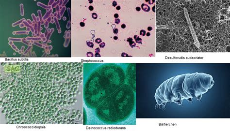 Entstehung Des Lebens Teil 7 Panspermie Darwinator