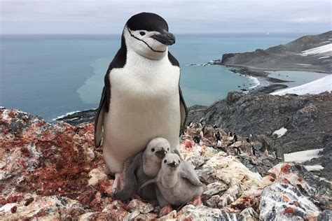 Chinstrap penguin population halved at key Antarctic breeding area