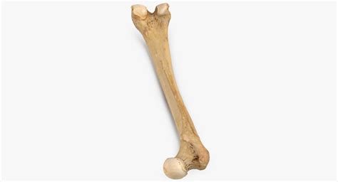 Human Femur Bone 01 3D Model $49 - .fbx .c4d .max .obj .ma - Free3D