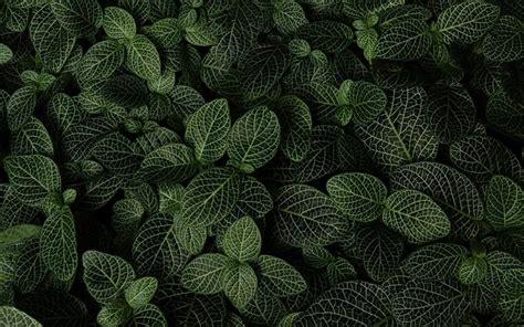 Download wallpapers green leaves texture, background with green leaves, ecology, environment ...