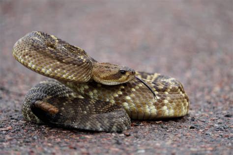 60 Crotalus Molossus Fotos Fotos De Stock Imagens E Fotos Royalty