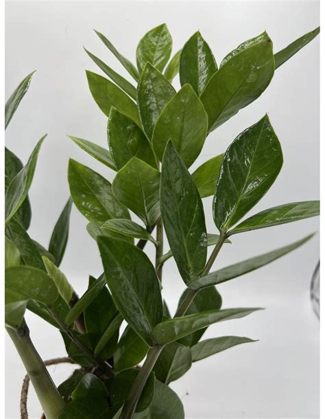 Sale Plant Zamioculcas Zamiifolia Green Plants World Plants