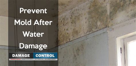 Preventing Mold After Water Damage Damage Control