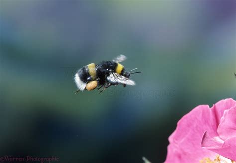 Bumblebee In Flight Photo Wp02116