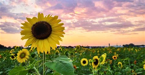 Sunflower Fields | Butler County, Ohio