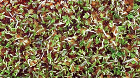 How To Grow Cress Microgreens In 5 Easy Steps Epic Gardening