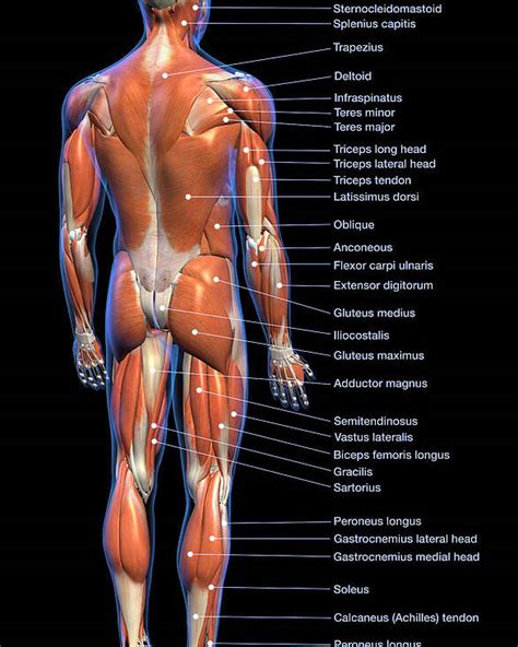 Human Body Diagram Male And Female