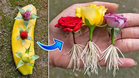 Try Growing Roses From Flower Buds How To Propagate Roses With Banana