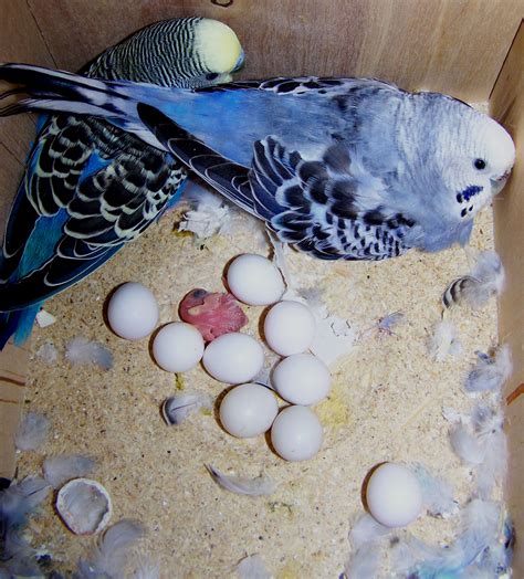 When Do Budgies Lay Eggs A Complete Guide Bird Content