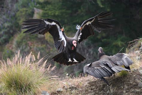 What Is The Largest Bird In South America Largestandbiggest