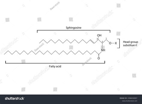 Diagram Showing Schematic Molecular Structure Sphingolipid Stock Vector Royalty Free