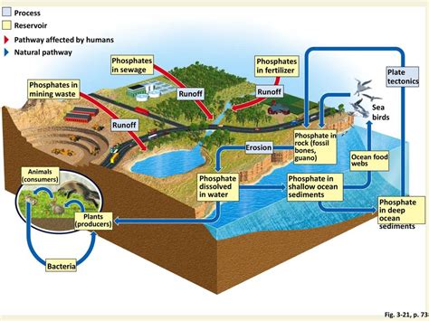 Chapter 3 Ecosystems What Are They And How Do They Work Ppt Download