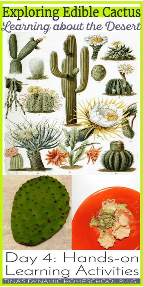 Desert Plants For Kids