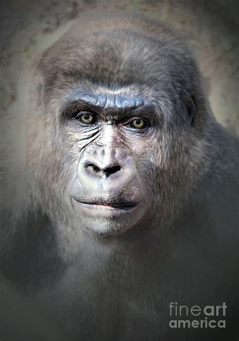 Gorilla Portrait Digital Art By Savannah Gibbs Pixels