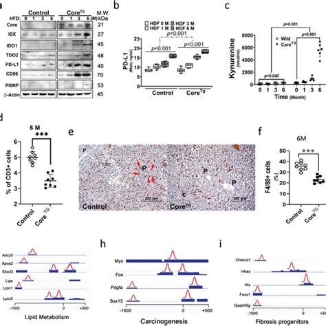 The Hepatitis C Virus HCV Core Activates Intestinespecific Homeobox