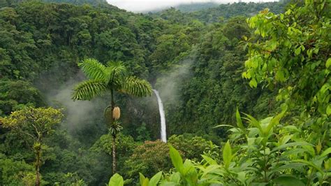 I preziosi doni della foresta amazzonica - OpenMag