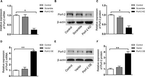 Frontiers Rac1 Guides Porf 2 To Wnt Pathway To Mediate Neural Stem