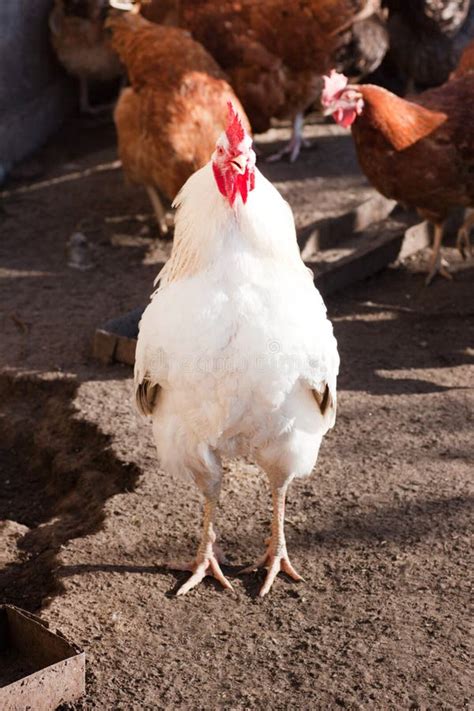 Gallo En La Yarda De Las Aves De Corral Foto De Archivo Imagen De