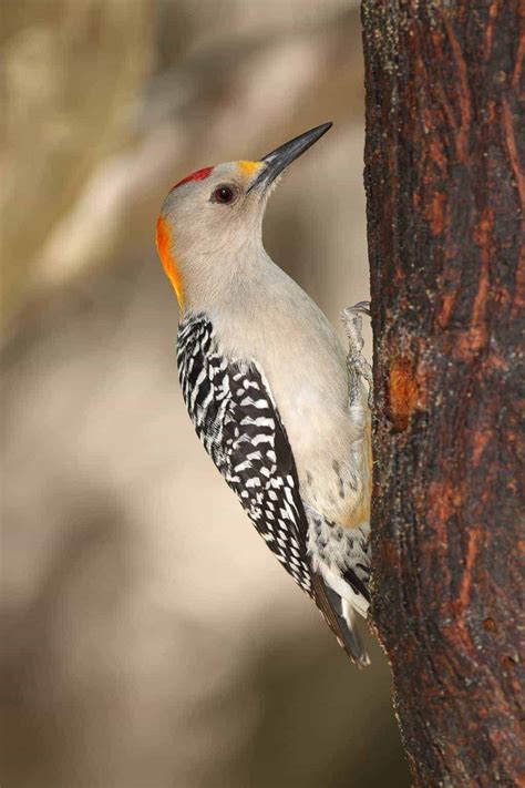 Woodpeckers In Oklahoma 10 Outstanding Species To See