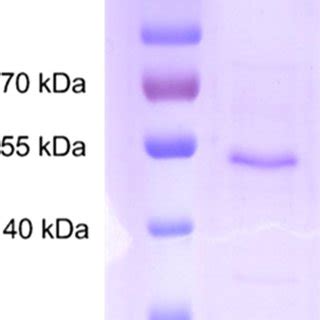 Structures Of Cardiotonic Steroids 111 And Corresponding