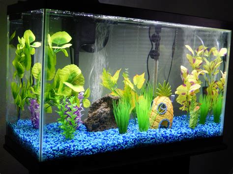 Comment Configurer Un Nouvel Aquarium