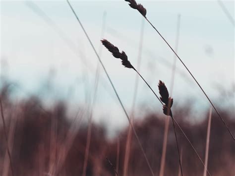 Silhouette of Wheat · Free Stock Photo