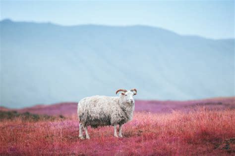 1400 Icelandic Sheep Stock Photos Pictures And Royalty Free Images