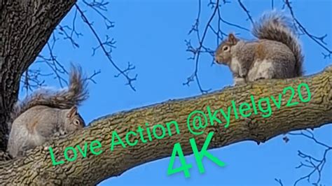 Love Is In The Air Squirrels Caught On Camera Doing The Love Act 4k