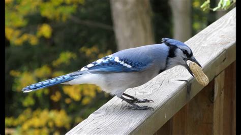 Blue Jay Bird Call Sound Voice Song And Other Noises Made By The