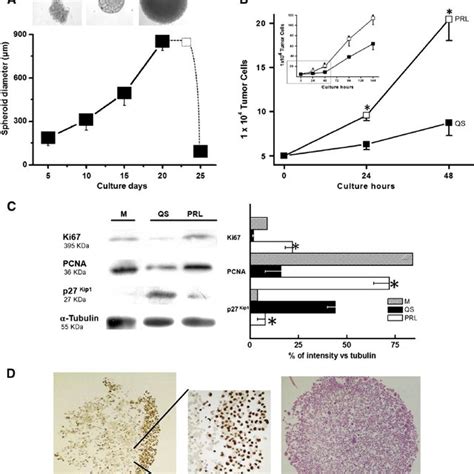 A Mcf Spheroid Growth And Mcts Cell Layer Proliferative Pro Fi Le