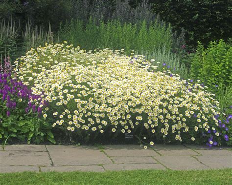 Anthemis Tinctoria Gardensonline