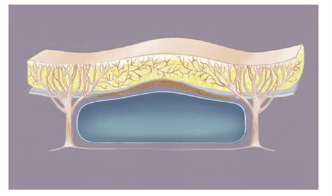 Deep Plane Facelift Amsterdam Netherlands Face Institute